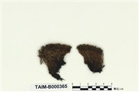 藏品(寒地平珠苔)的圖片